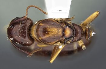 Media type: image;   Entomology 21526 Aspect: habitus dorsal view